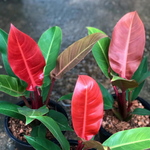 Philodendron 'Imperial Red ' | Seller's Choice, Hainan Collection