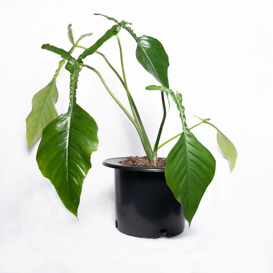 Philodendron jeopii | Seller's Choice, Hainan Collection