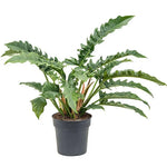 Philodendron 'Narrow Escape/ Jungle Boogie' | Seller's Choice, Hong Kong Collection