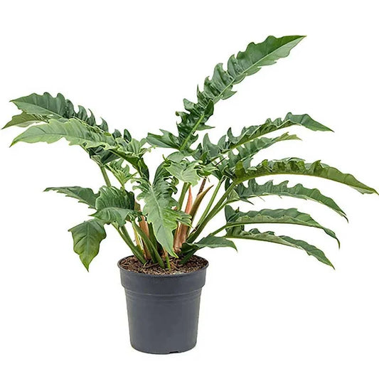 Philodendron 'Narrow Escape/ Jungle Boogie' | Seller's Choice, Hong Kong Collection