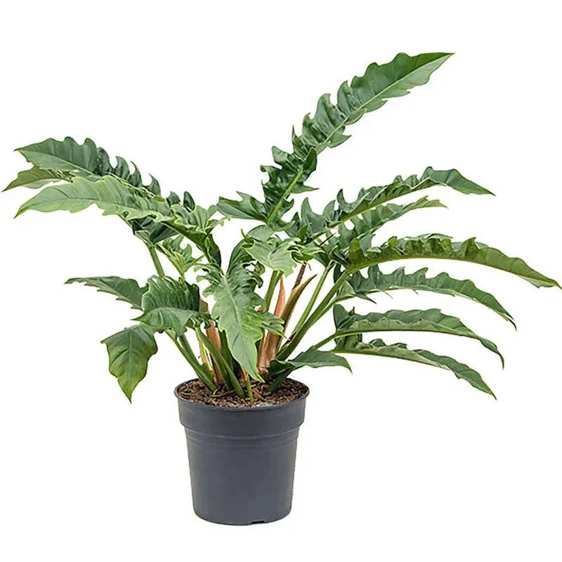 Philodendron 'Narrow Escape/ Jungle Boogie' | Seller's Choice, Hong Kong Collection
