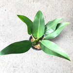Philodendron martianum 'Fat Boy' | Seller's Choice, Hong Kong Collection