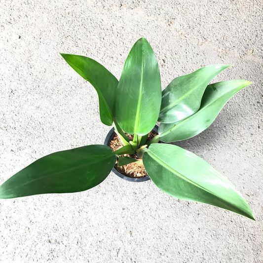 Philodendron martianum 'Fat Boy' | Seller's Choice, Hong Kong Collection