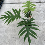 Philodendron mayoi | Seller's Choice, Hong Kong Collection