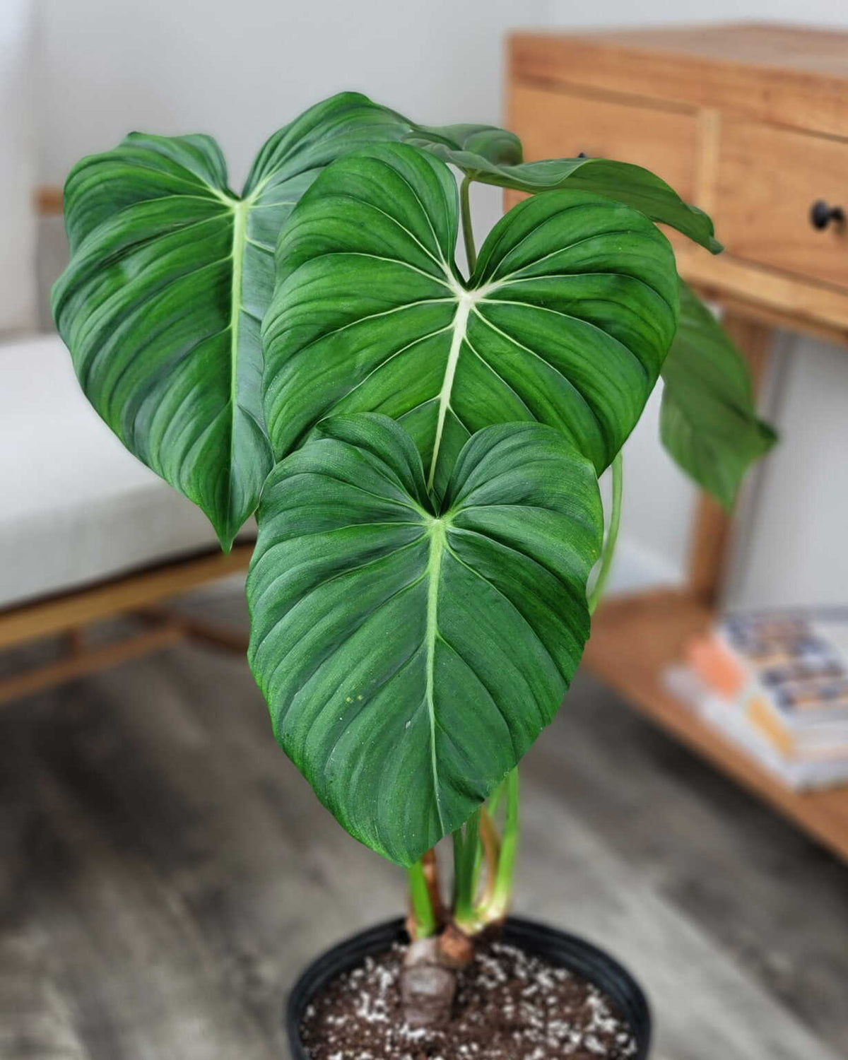 Philodendron 'McDowell' | Seller's Choice, Hong Kong Collection