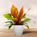 Philodendron McColley's finale | Seller's Choice, Hong Kong Collection