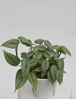 Philodendron 'Mini Sodiroi | Seller's Choice, Hong Kong Collection