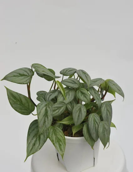 Philodendron 'Mini Sodiroi | Seller's Choice, Hong Kong Collection