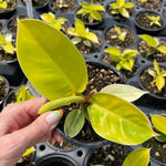 Philodendron 'Moonlight' | Seller's Choice, Hainan Collection