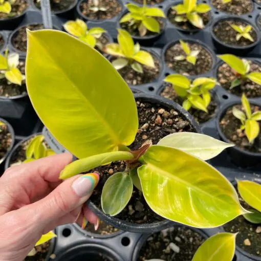 Philodendron 'Moonlight' | Seller's Choice, Hainan Collection