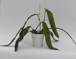 Philodendron patriciae | Seller's Choice, Hong Kong Collection