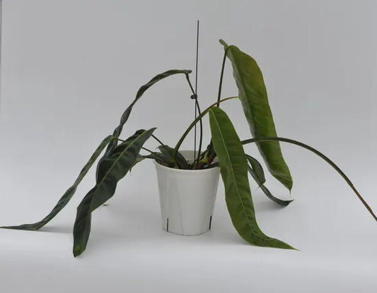 Philodendron patriciae | Seller's Choice, Hong Kong Collection