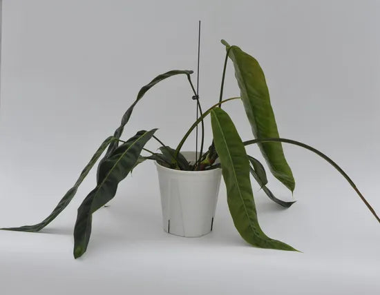 Philodendron patriciae | Seller's Choice, Hong Kong Collection