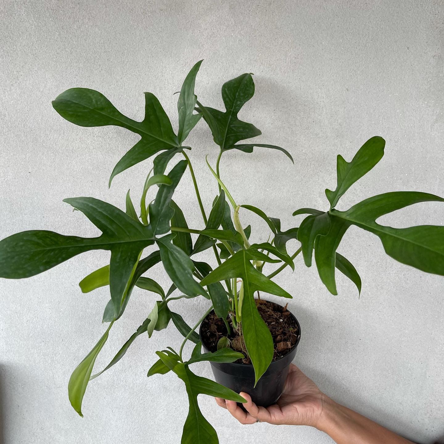 Philodendron pedatum 'Glad Hands/Quercifol | Seller's Choice, Hong Kong Collection