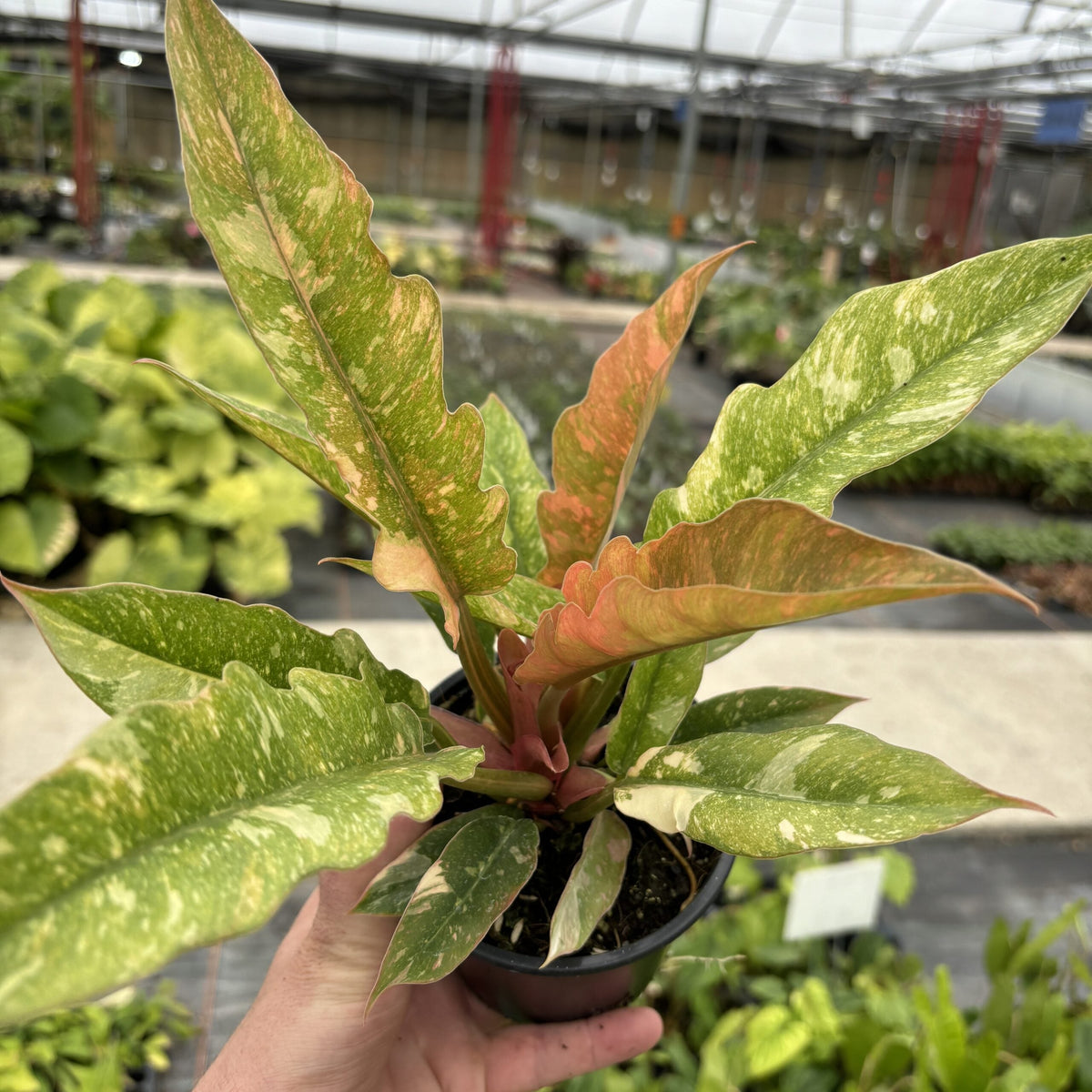 Philodendron 'Ring of Fire ' | Seller's Choice, Hainan Collection
