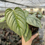 Philodendron Sodiroi | Seller's Choice, Hainan Collection
