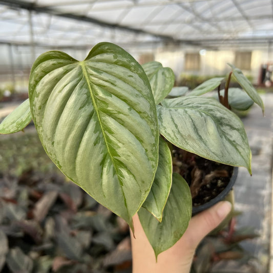 Philodendron Sodiroi | Seller's Choice, Hainan Collection