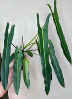Philodendron 'Spiritus Sancti' | Seller's Choice, Hong Kong Collection