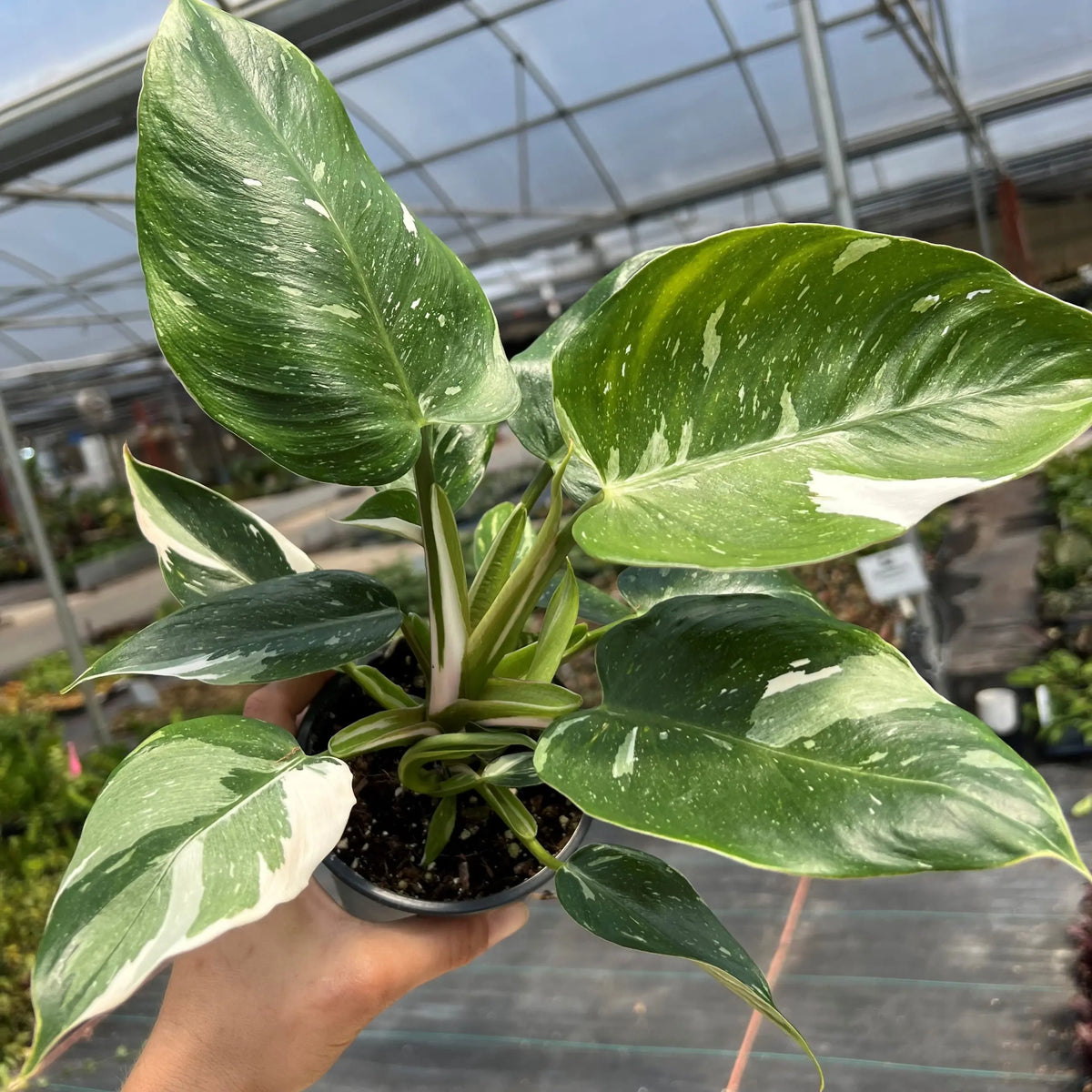 Philodendron 'White Wizard' | Seller's Choice, Hong Kong Collection