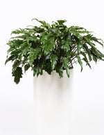 Philodendron Xanadu' | Seller's Choice, Hong Kong Collection