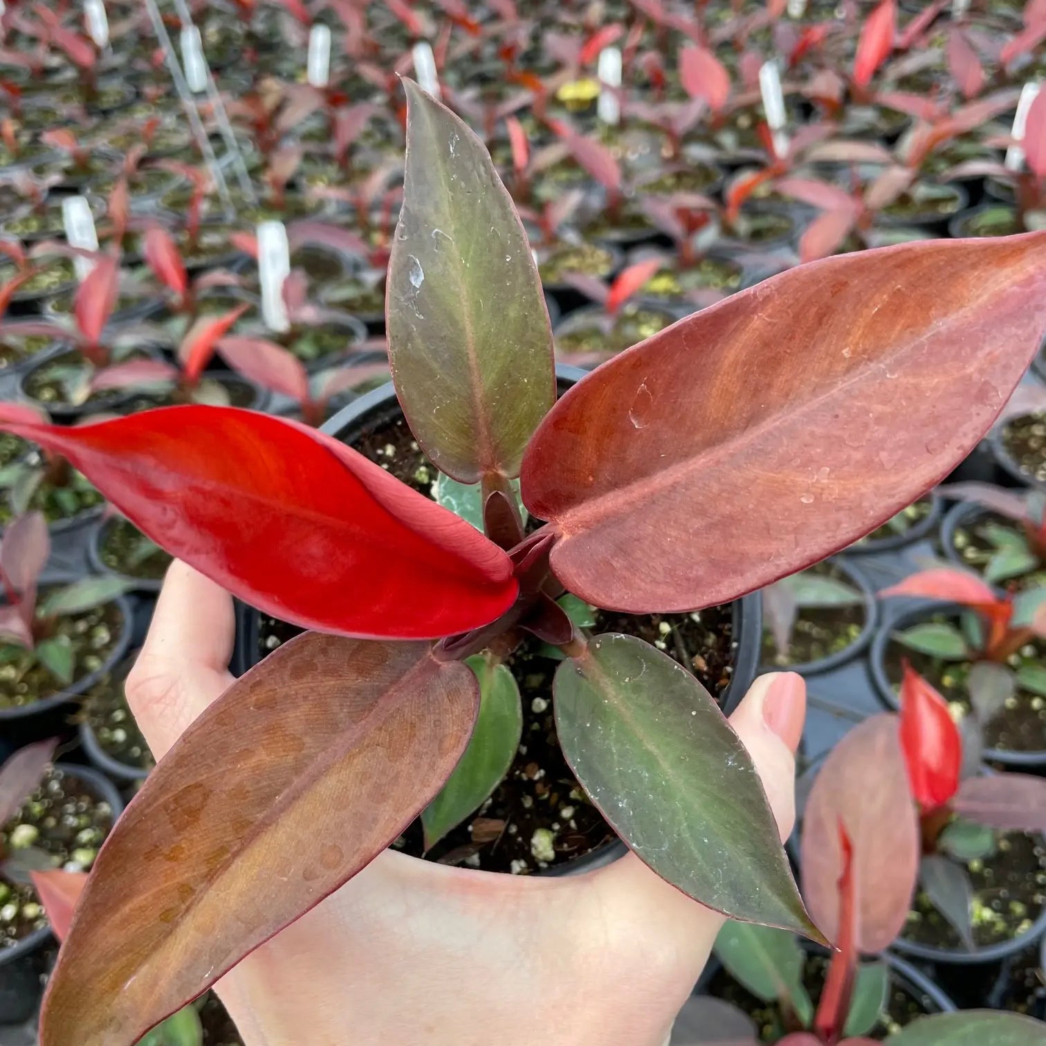 Philodendron 'Sun Red' | Seller's Choice, Hong Kong Collection