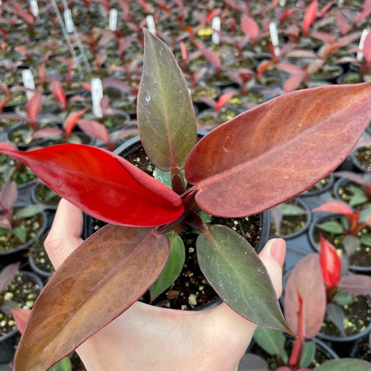 Philodendron 'Sun Red' | Seller's Choice, Hong Kong Collection