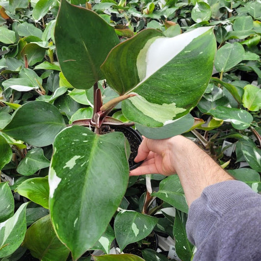 Philodendron 'White Knight' | Seller's Choice, Hong Kong Collection