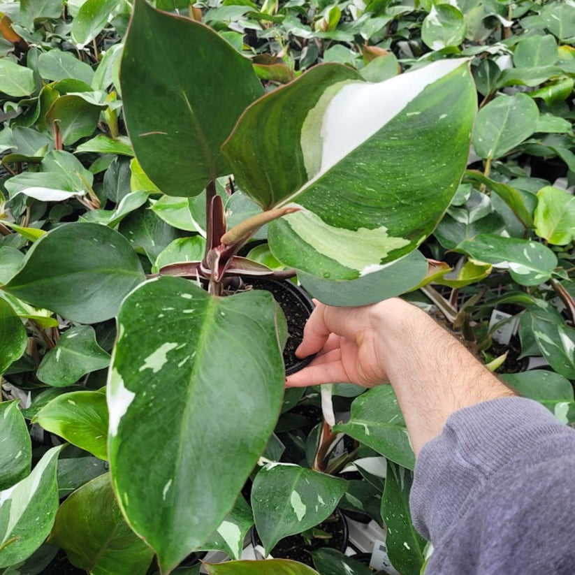 Philodendron 'White Knight' | Seller's Choice, Hong Kong Collection