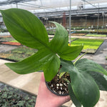 Philodendron Pedatum | Seller's Choice, Hainan Collection