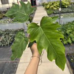 Philodendron radiatum | Seller's Choice, Hong Kong Collection