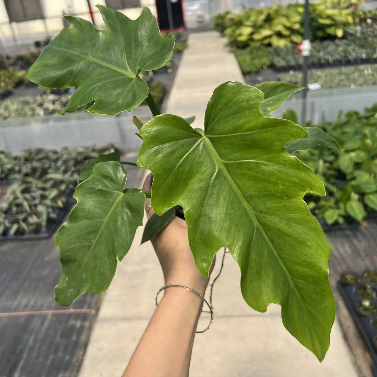 Philodendron radiatum | Seller's Choice, Hong Kong Collection