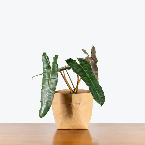 Philodendron 'Black Billietiae' | Seller's Choice, Hong Kong Collection