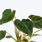 Philodendron verrucosum Sp. 'Holland' | Seller's Choice, Hong Kong Collection