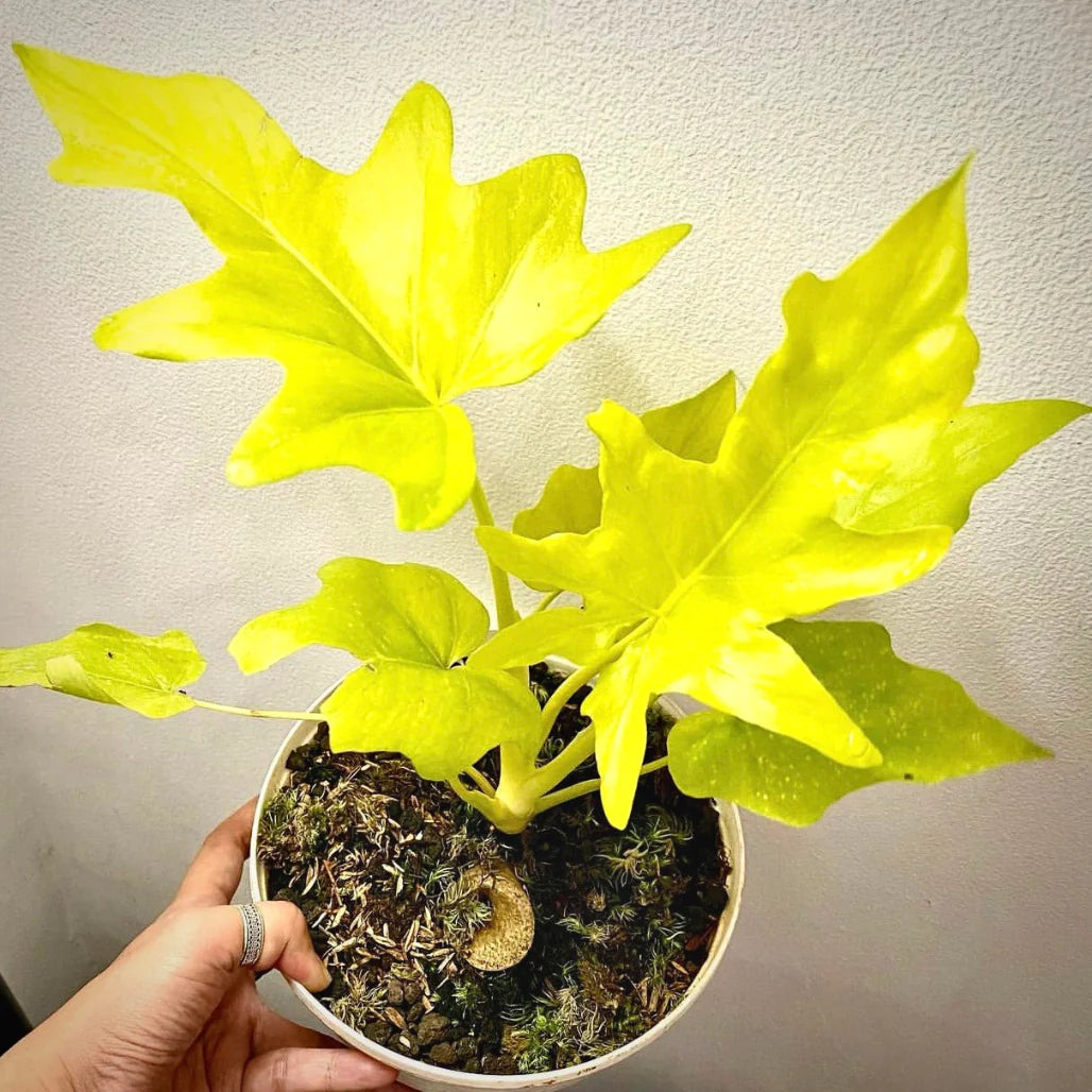 Philodendron Warscewiczii 'Aurea flavum' | Seller's Choice, Hainan Collection