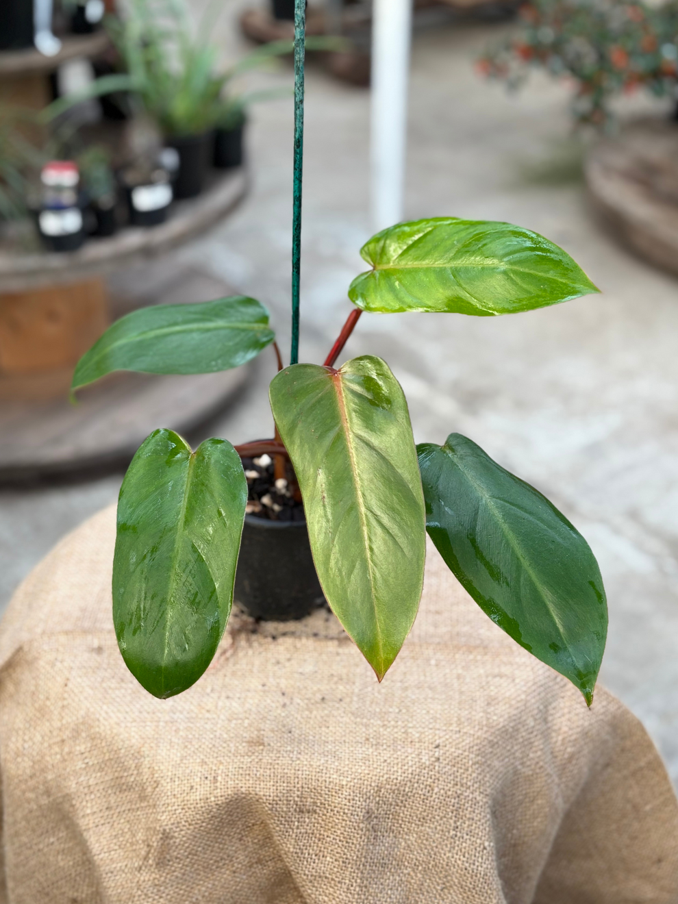 Philodendron Anderson | Seller's Choice, Hong Kong Collection