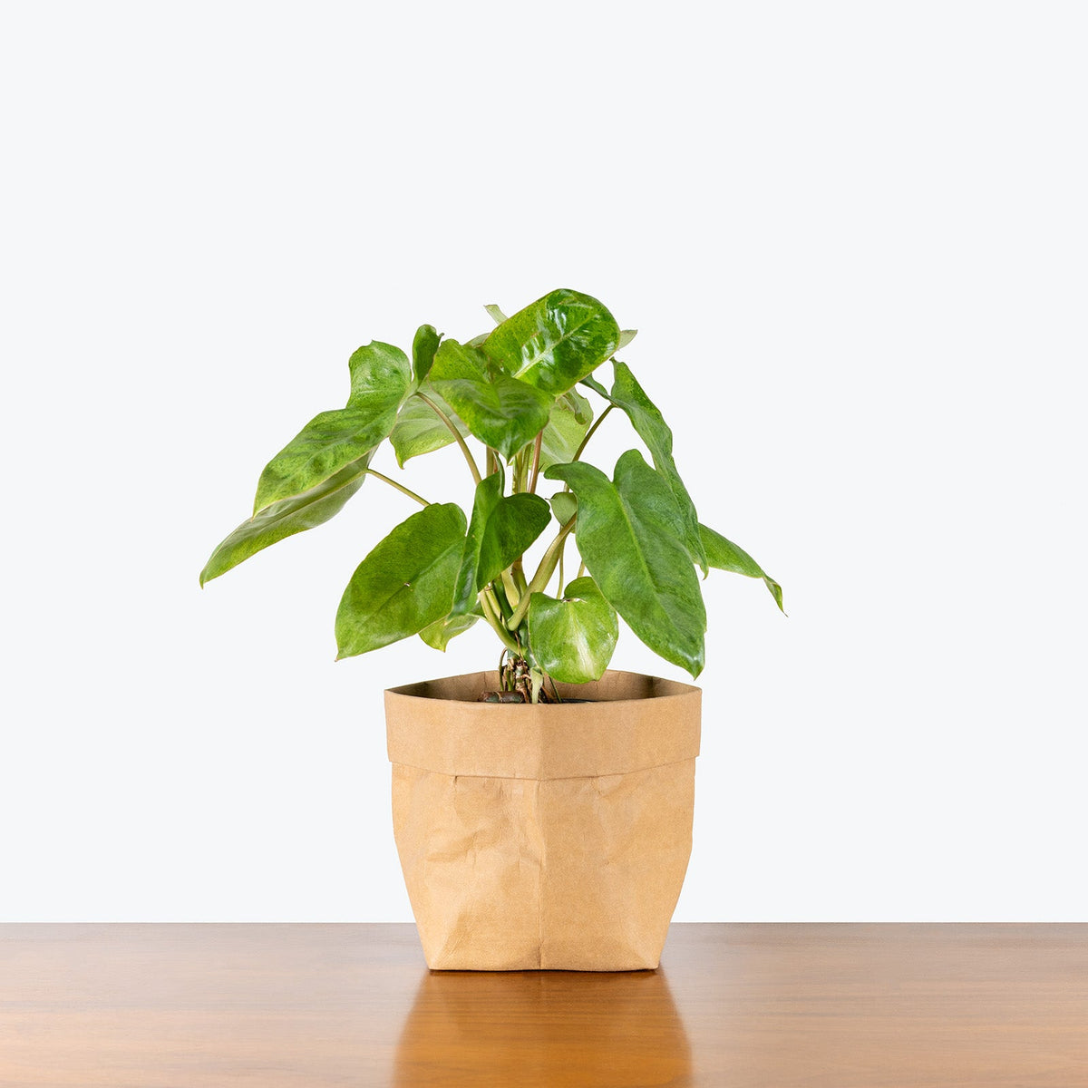 Philodendron 'Paraiso Verde | Seller's Choice, Hong Kong Collection