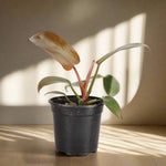 Philodendron Sayaka | Seller's Choice, Hong Kong Collection