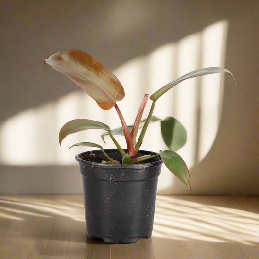 Philodendron Sayaka | Seller's Choice, Hong Kong Collection