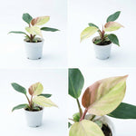 Philodendron White Knight Mint TC | Grower's Choice, Foshan Collection