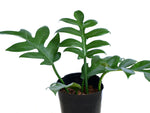 Philodendron distantillobum | Seller's Choice, Hainan Collection