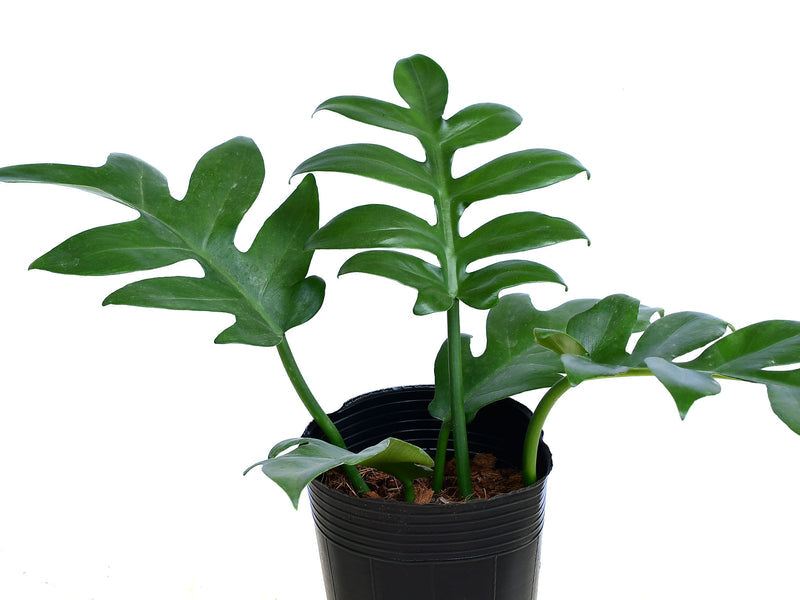 Philodendron distantillobum | Seller's Choice, Hainan Collection