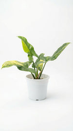 Philodendron Hastatum Variegated TC | Grower's Choice, Foshan Collection
