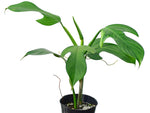 Philodendron panduriforme | Seller's Choice, Hong Kong Collection