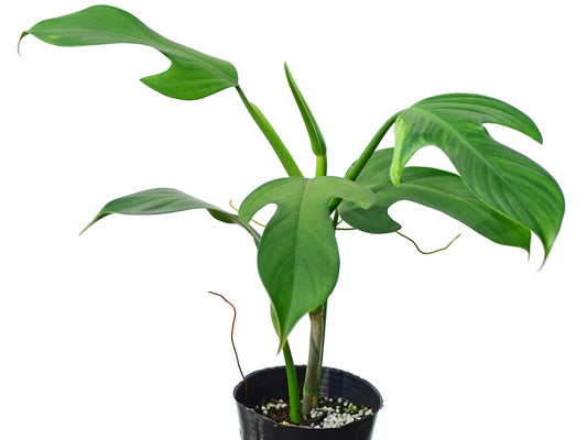 Philodendron panduriforme | Seller's Choice, Hong Kong Collection