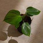 Philodendron pittieri | Seller's Choice, Hainan Collection