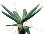 Philodendron ruizii | Seller's Choice, Hong Kong Collection