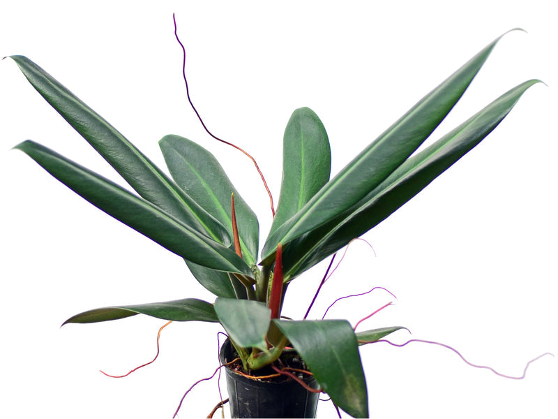 Philodendron ruizii | Seller's Choice, Hong Kong Collection