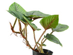 Philodendron serpens | Seller's Choice, Hong Kong Collection