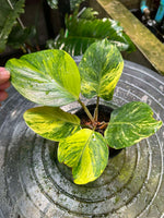 Philodendron White Knight Aurea Variegated TC | Grower's Choice, Foshan Collection