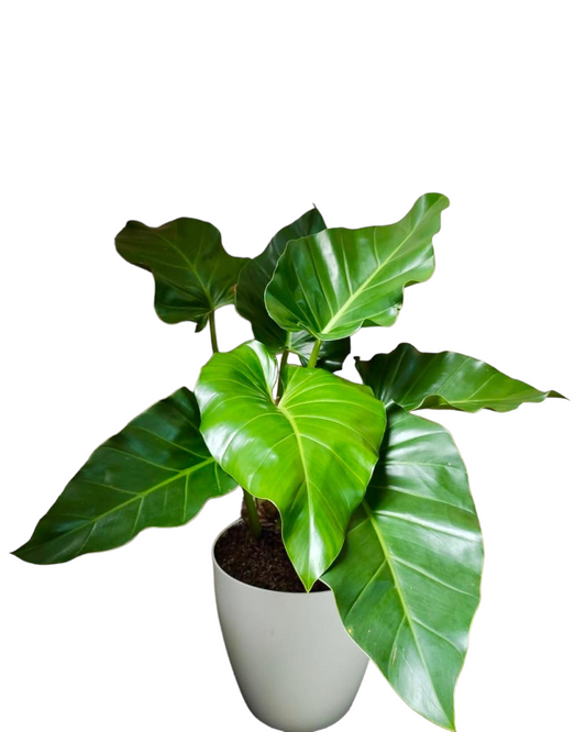 Philodendron Giganteum | Seller's Choice, Hainan Collection